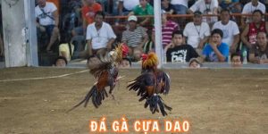 đá gà cựa dao xin88