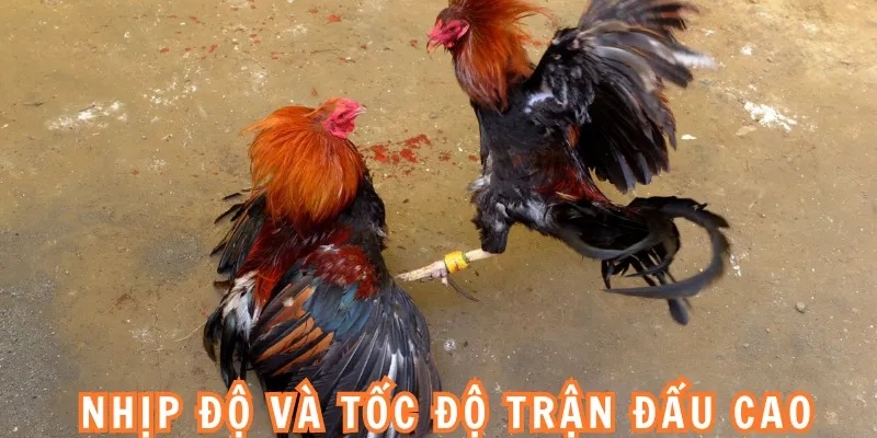 Nhịp độ và tốc độ trận đấu cao