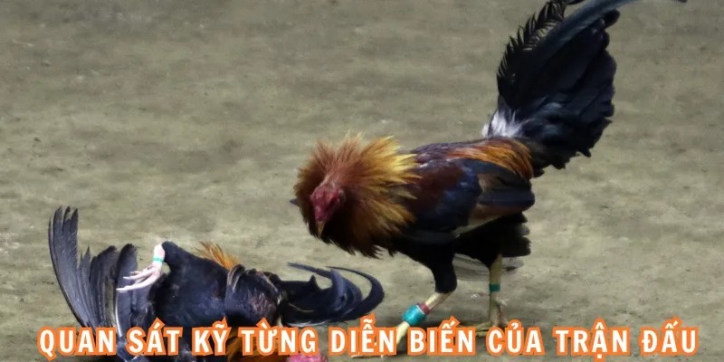 Quan sát kỹ từng diễn biến của trận đấu