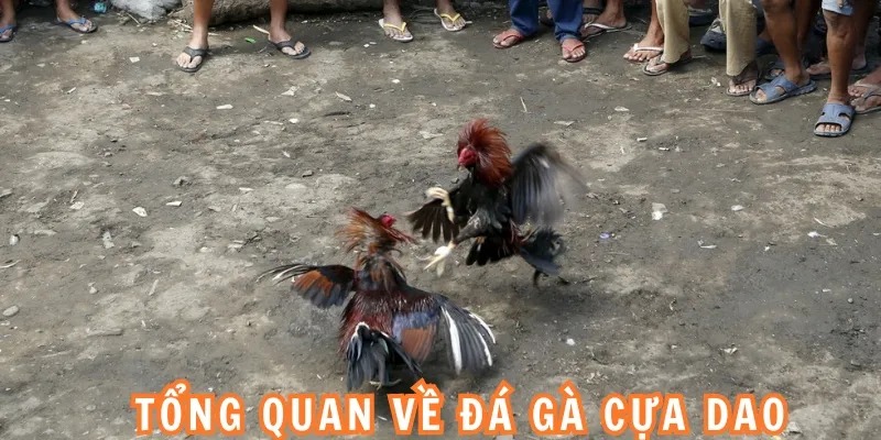 Tổng quan về đá gà cựa dao