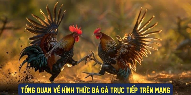 Hình thức trực tuyến của đá gà